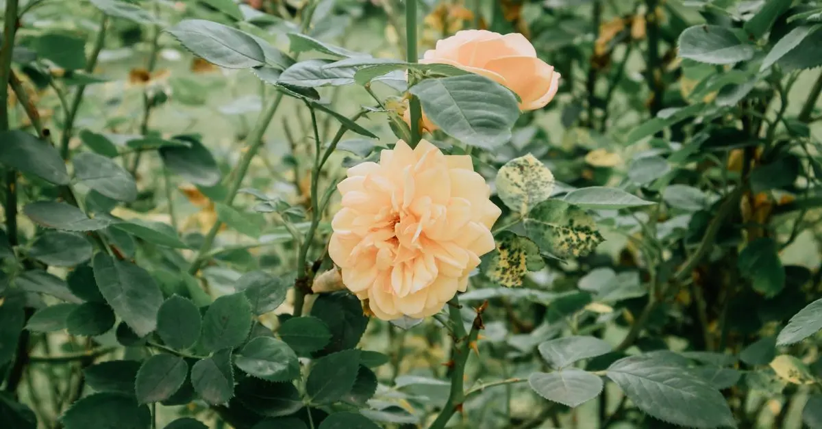 Guide d'achat pour le meilleur équipement de jardinage